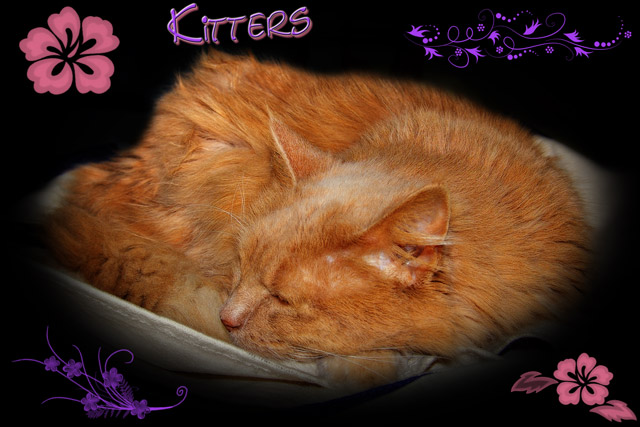 Day 4 - Sleeping Kitters