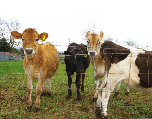 cows_8818-crop-only.jpg