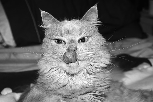 7. Kitter Tongue