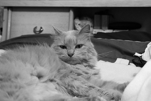11. Kit Gets Her Own Bed