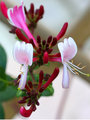 honeysuckle