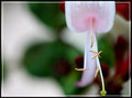 honeysuckle stamen
