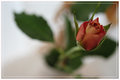 rose-.jpg