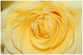 rose.jpg