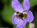 Its a Bee!