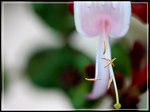 honeysuckle stamen