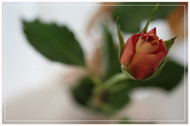 rose-.jpg