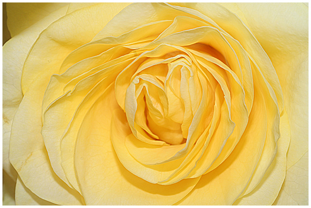rose.jpg