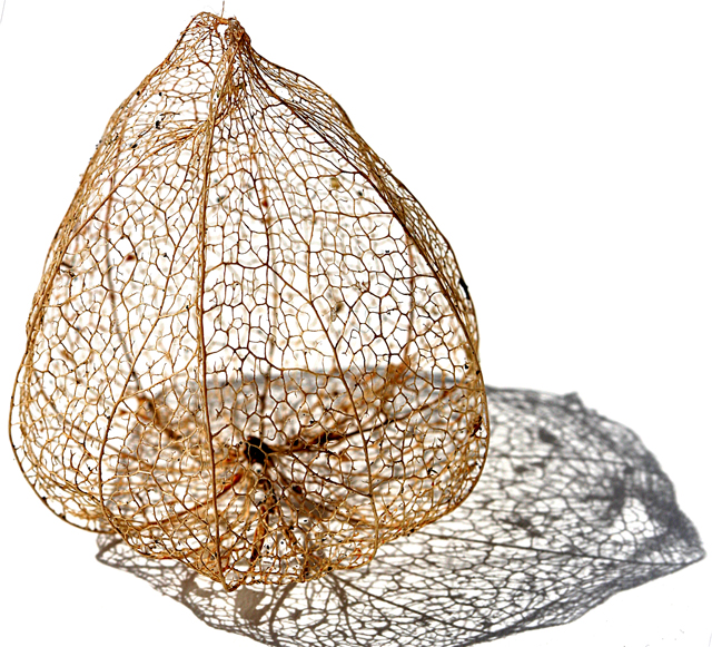 Skeletal chinese lantern