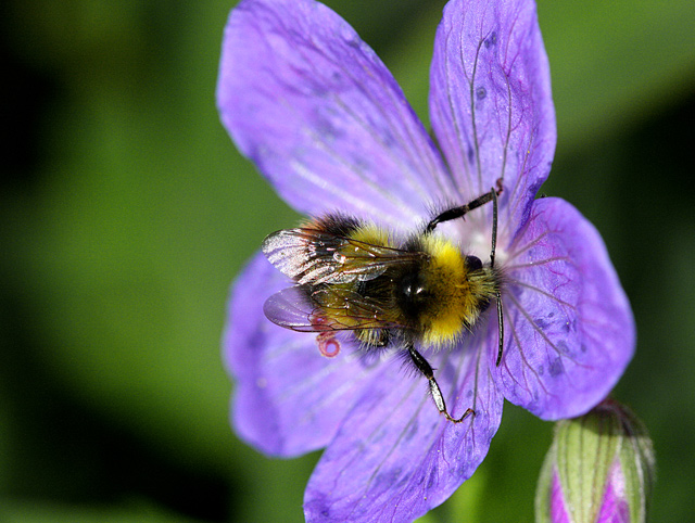 Its a Bee!
