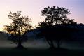 Misty Morning