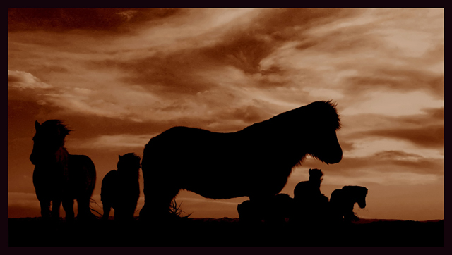 Horselife 2