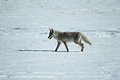 29532529_c161abcc89_b (1)