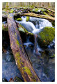 Creekfall_limb_fisheye.jpg