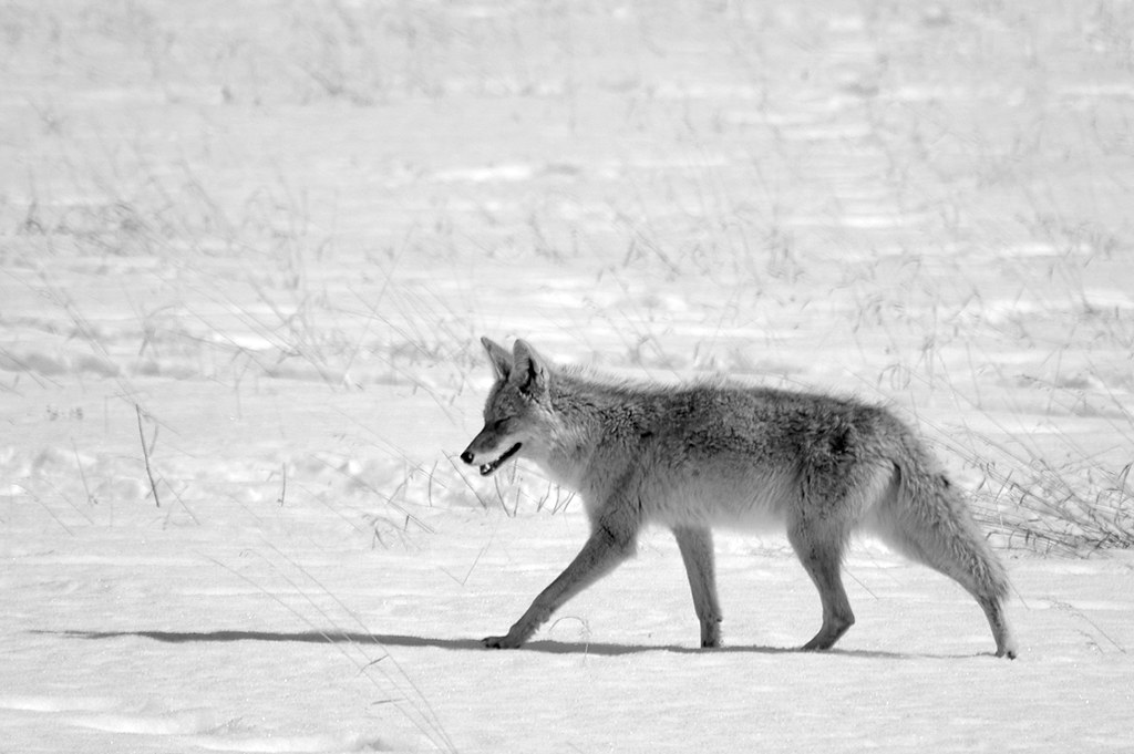 16587069_90076c18ac_b