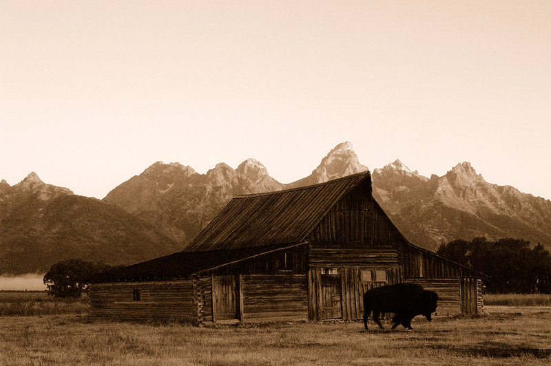 sepia_bison.jpg