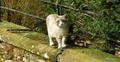 kitty3.JPG