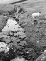 sheep&stream.JPG