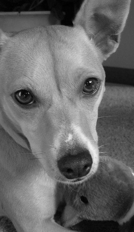 Daisy
