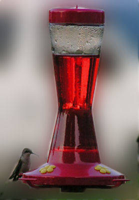 hummingbird-2.jpg