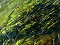 river grass