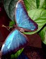 blue morpho1.jpg