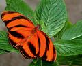 orange and black1.jpg