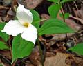 Large-flowered Trillium