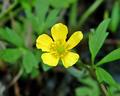 Swamp Buttercup