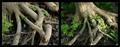 Roots Diptych