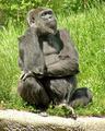 female gorilla 1 copy.jpg