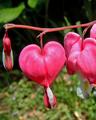 Bleeding Heart