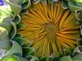 sunflower3.jpg