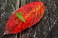 fall-colors-1.jpg