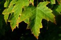 turning-leaf.jpg