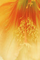 highkey-flower1.jpg