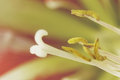 highkeyflower2.jpg