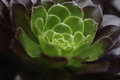 succulent.jpg