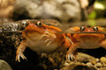 tomato frogs.jpg