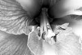 bw-flower-1.jpg