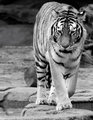 b&w-tiger.jpg