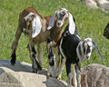 goat-trio.jpg