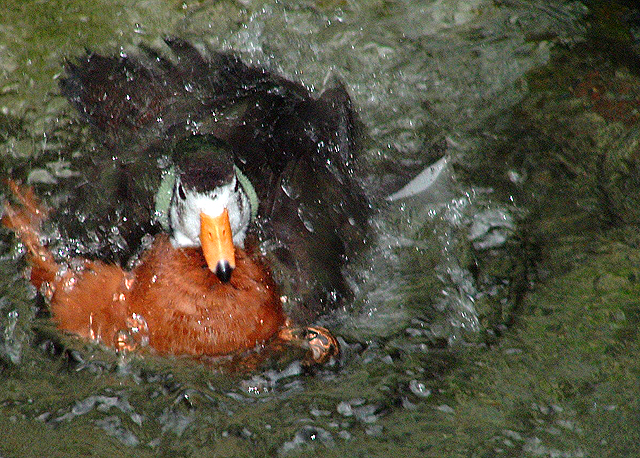 duck3.jpg