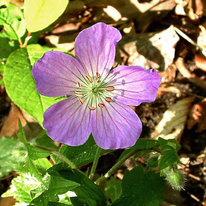 Wild Geranium