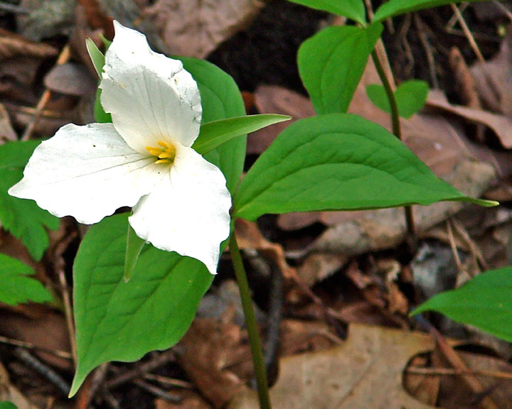 Large-flowered Trillium