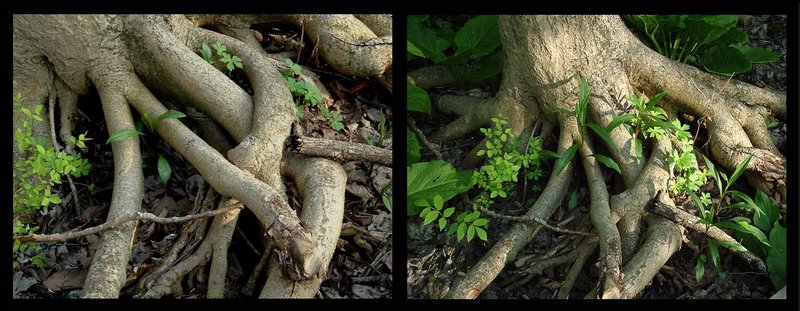 Roots Diptych