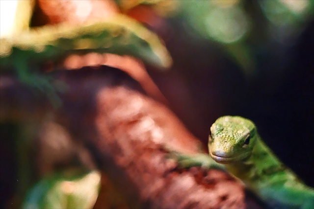 lizard1.jpg