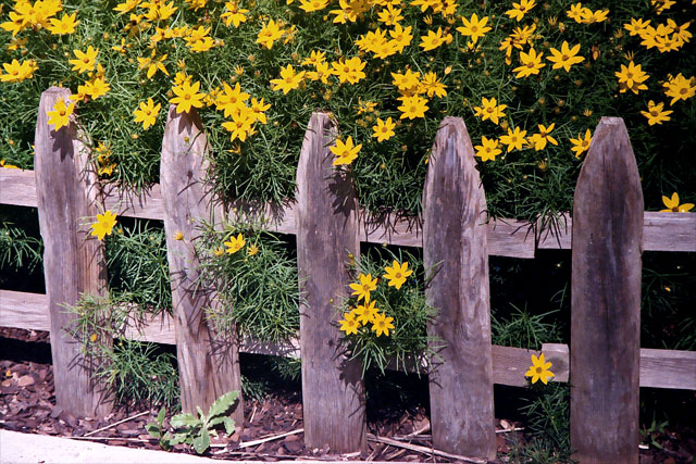 yellow-fence.jpg