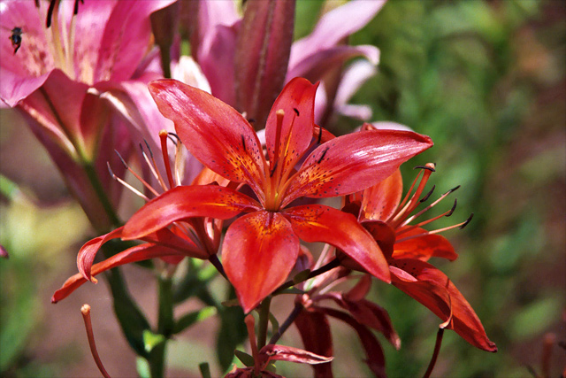 red-lily.jpg