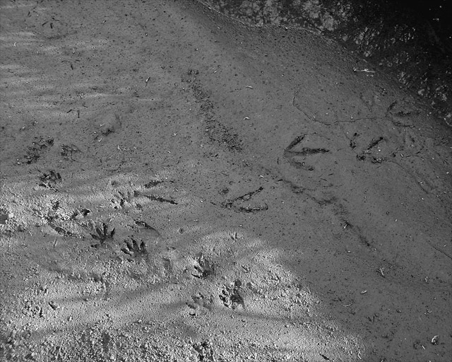 tracks1v2.jpg